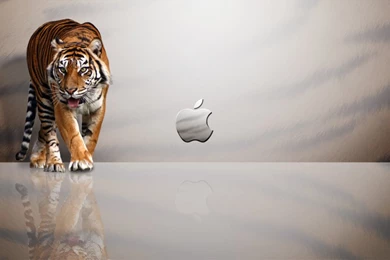 MacBook Tiger Wallpapers Desktop Backgrounds