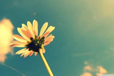 Summer Flower Retro Sunshine HD Desktop Wallpapers : High ...