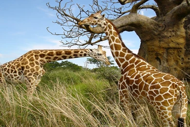 Wild Animal Wallpapers Free Download   Images   Tbwnz.com