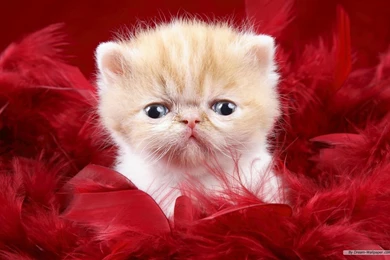 Related Wallpapers For Cute Animal Wallpapers Free Download   Resimkoy