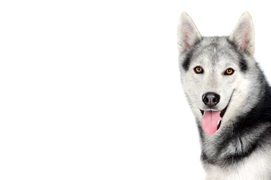 Huskies Dogs HD Wallpapers   HD Wallpaper Backgrounds Of Your Choice