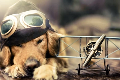 Download Free Modern Adorable Dog The Wallpapers 1920x1080