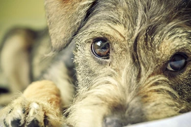 Cute Little Dog Wallpapers 5140, 1920x1080. Dog Hd Wallpapers 1080p ...