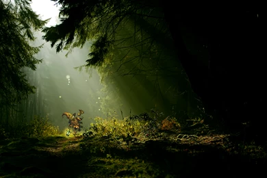 Night Forest Animals