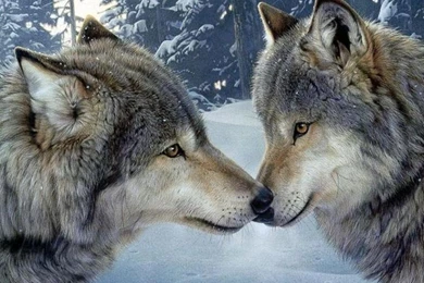 Free Animated Wolf Gifs