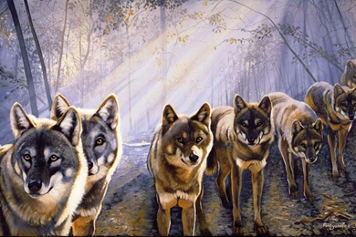 Wolfpack Wallpapers   Wallpapers Cave