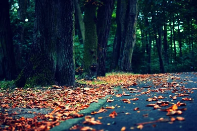 Cool Wallpapers Wallpapers High Definition   Fullwidehd.com