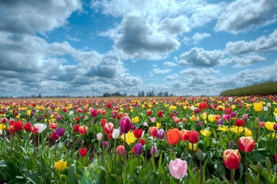 Scenery, Flowers, Backgrounds   HD Wallpapers