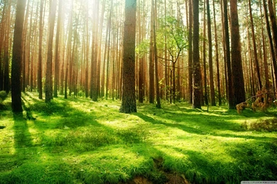 Beautiful Forest Scenery HD Desktop Wallpapers : Widescreen : High ...
