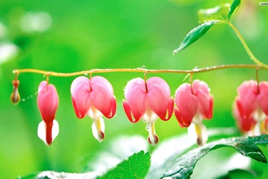 40 BEAUTIFUL FLOWER WALLPAPERS FREE TO DOWNLOAD.....   Godfather Style