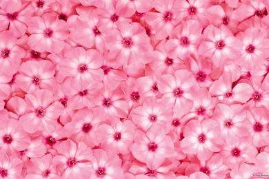 Beautiful Flowers Wallpapers Free Download   All Wallpapers New