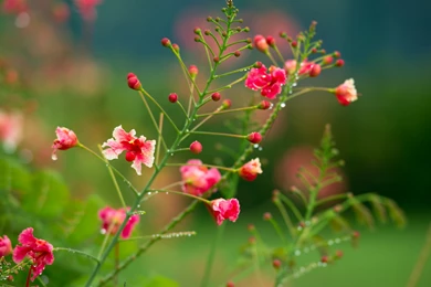 Different Flowers Images And Wallpapers Download