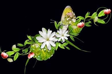 Beautiful Flower Wallpapers In HD   HD Wallpapers   High Quality ...