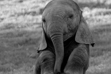 Android Phones Wallpapers: Android Wallpapers Baby Elephant