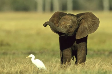 Cute Baby Elephant HD Wallpapers – Daily Backgrounds In HD