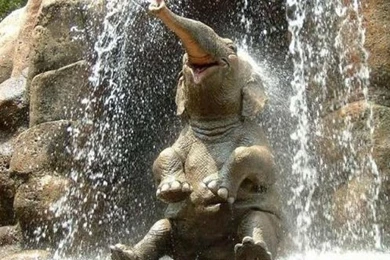 Elephant Enjoying A Waterfall Cute Wallpapers