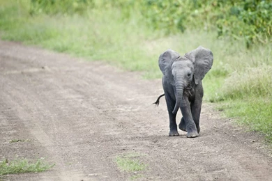 Cute Baby Elephant Walking Wallpapers