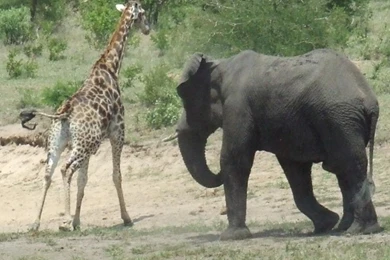 Cute Elephants Wallpapers   Android Apps On Google Play