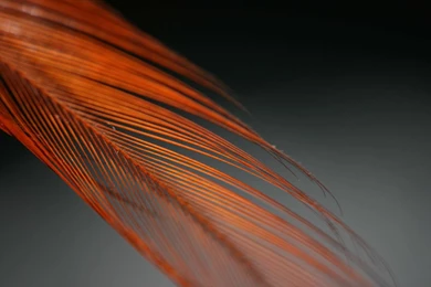 Black Orange Wallpapers Full HD : Abstract Wallpapers   Rakaruan.com