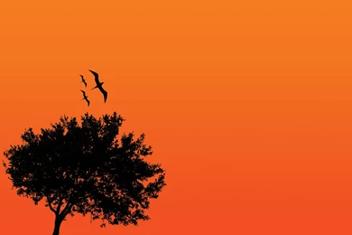 2 Black Tree In Orange Wallpapers