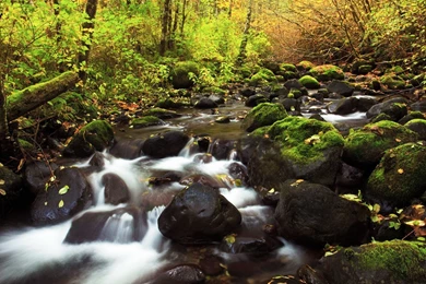 YouWall   Forest And Stone River Wallpapers   Wallpaper,wallpapers ...