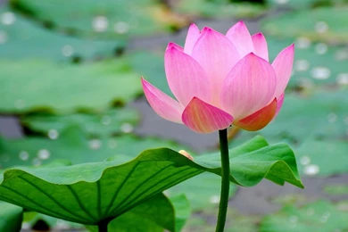 Lotus flower wallpaper free   Wallpapers HD