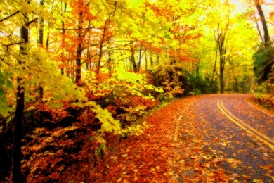 Free Fall Computer Wallpaper Backgrounds – 1920×1200 High ...