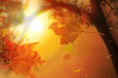 Fall Wallpapers For Computer Desktop