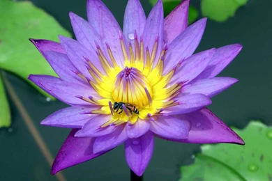 Red Lotus Wallpapers 2   Crazy Frankenstein