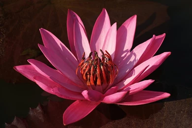 Red Lotus Flower Wallpapers 19, Lotus Flower Pictures & Images