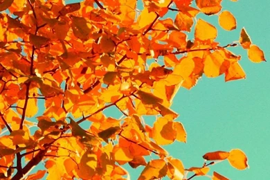 Fall Tree Art Mobile Phone Wallpapers HD 1440x2560