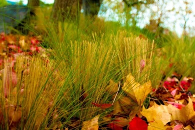 Elegant Windows Phone Autumn Wallpapers – All About Natural Beauty