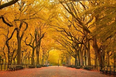 Fall Phone Backgrounds Wallpapers Zone