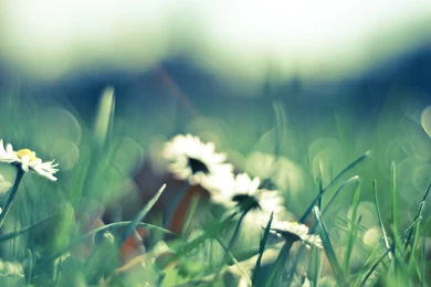 Vintage Wallpapers Flowers Wallpapers » WallDevil   Best Free HD ...