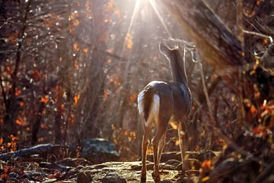 Whitetail Deer Picture    Animal Wallpapers    National Geographic ...