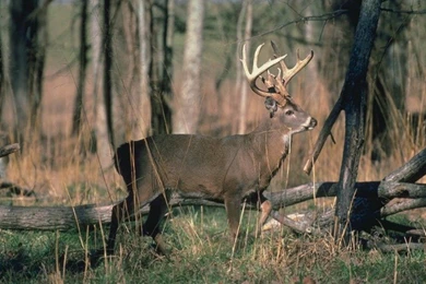 Deer Photos Free   Wallpapers HD Wide