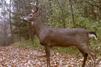 Best Animals Wallpaper: Whitetail Deer, 563772, Animals