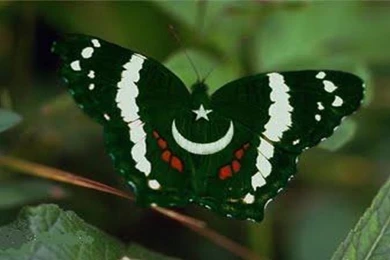 Beautiful pakistani art wallpaper free hd wallpaper flag