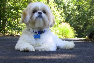 Shih Tzu   Shih Tzu Wallpapers (13713261)   Fanpop