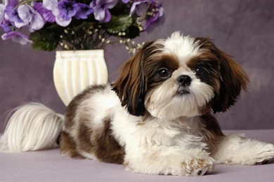 Shih Tzu Wallpapers Wallpapers Cave