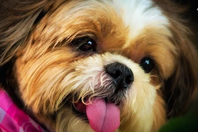 Shih Tzu Wallpapers HD Download