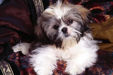 Shih Tzu Wallpapers   Wallpapers Cave