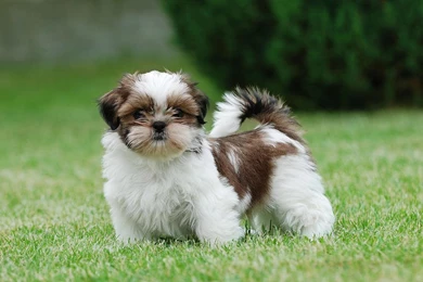 HD Shih Tzu Wallpapers And Photos