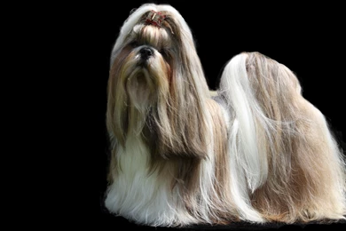 2 Shih Tzu HD Wallpapers