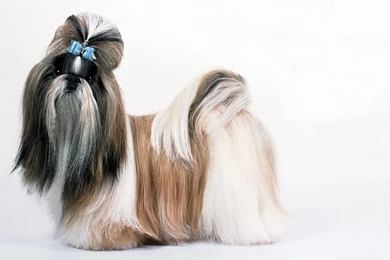 Shih Tzu Free Wallpapers