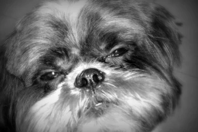 Shih Tzu Wallpapers