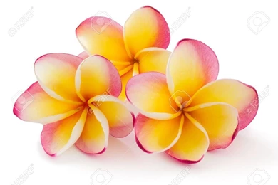 Frangipani Backgrounds   Wallpapers Cave