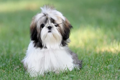 HD Shih Tzu Wallpapers And Photos