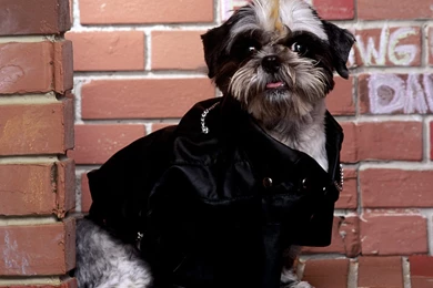 Shih Tzu   Shih Tzu Wallpapers (13713243)   Fanpop