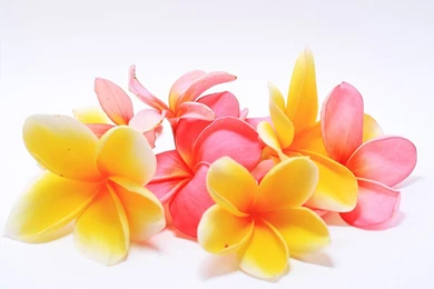 Frangipani Flowers   A Photo On Flickriver